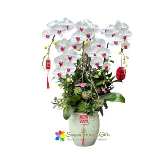 Elegant white phalaenopsis orchid pot