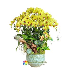 Luxurious yellow Phalaenopsis orchid pot for delivery in Saigon