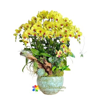 Luxurious yellow Phalaenopsis orchid pot for delivery in Saigon
