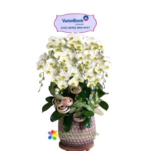 Lemon yellow phalaenopsis orchid pot