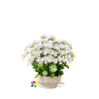 Beautiful mini white phalaenopsis orchid pot