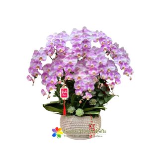 Phalaenopsis orchid pot for Tet