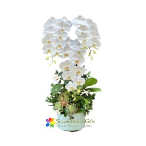 Phalaenopsis orchid pot as a birthday gift