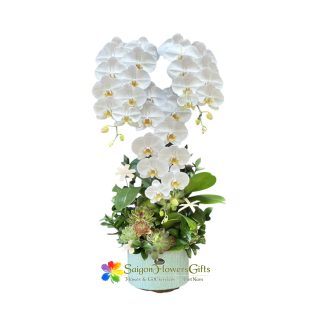 Phalaenopsis orchid pot as a birthday gift