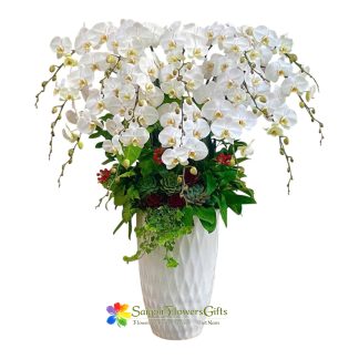 Phalaenopsis orchids as a gift for a grand opening