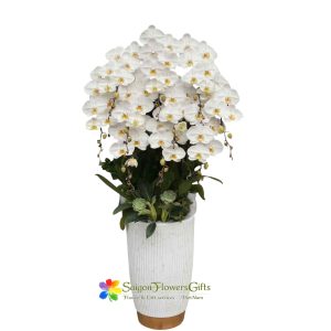 Buy Phalaenopsis orchids online in Saigon