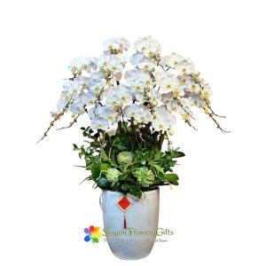 Free delivery of Phalaenopsis orchids in Saigon